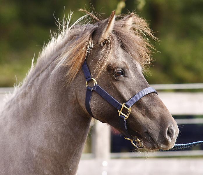 Bjalla von Heidmoor a.jpg